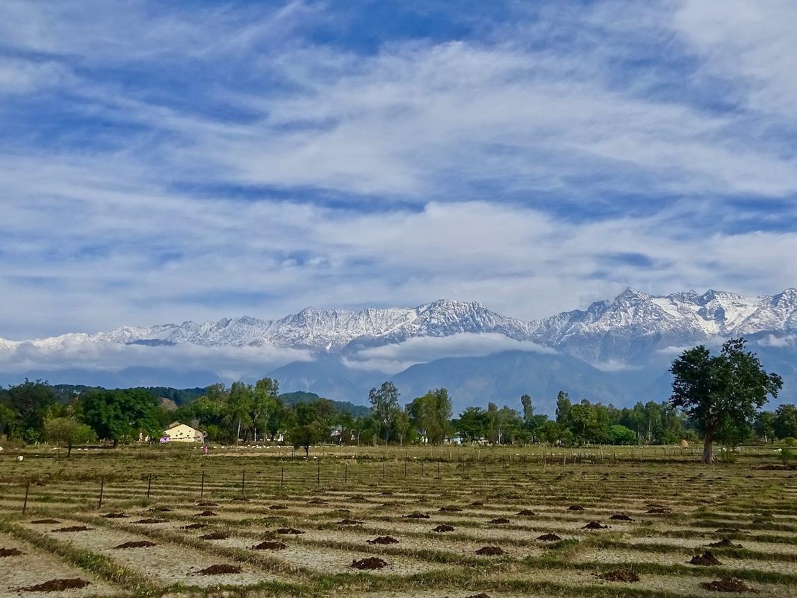 Bosques del Himalaya en Kangra