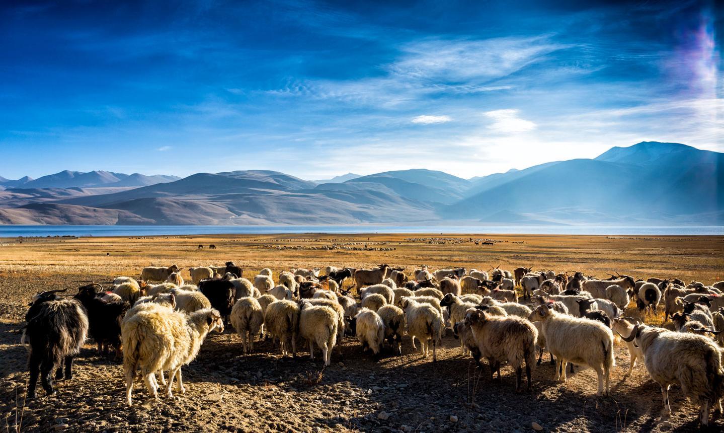 Pangong con montañas de fondo